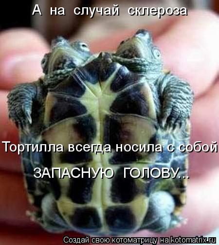 Котоматрица: ЗАПАСНУЮ  ГОЛОВУ... А  на  случай  склероза Тортилла всегда носила с собой