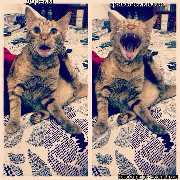 Котоматрица: дореми фасолемиоооо