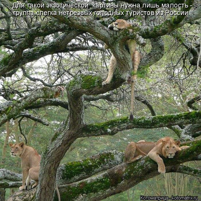Для такой экзотической картины нужна лишь малость - группа слегка нетрезвых голодных туристов из Ро... Котоматрица: Для такой экзотической картины нужна лишь малость - группа слегка нетрезвых голодных туристов из России.