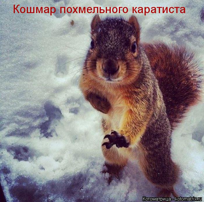 Котоматрица: Кошмар похмельного каратиста