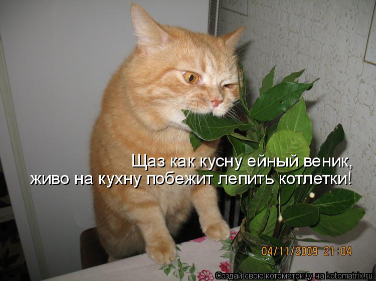 Котоматрица: Щаз как кусну ейный веник,  живо на кухну побежит лепить котлетки!
