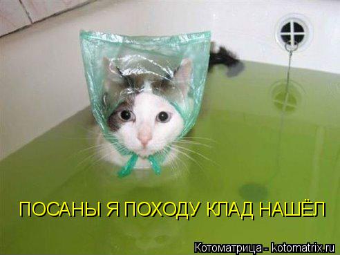 ПОСАНЫ Я ПОХОДУ КЛАД НАШЁЛ... Котоматрица: ПОСАНЫ Я ПОХОДУ КЛАД НАШЁЛ