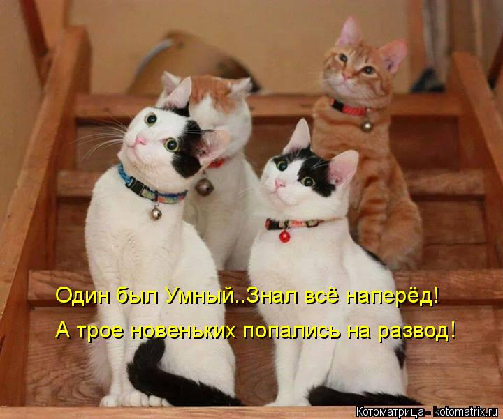 А трое новеньких попались на развод! Один был Умный..Знал всё наперёд!... Котоматрица: А трое новеньких попались на развод! Один был Умный..Знал всё наперёд!