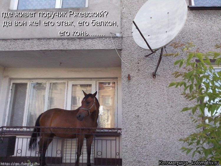 Котоматрица: где живет поручик Ржевский?  да вон же! его этаж, его балкон, его конь........