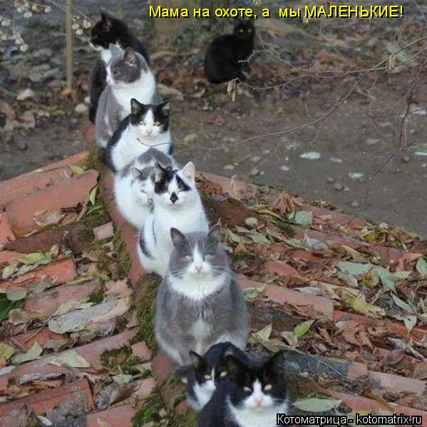 Котоматрица: Мама на охоте, а  мы МАЛЕНЬКИЕ!