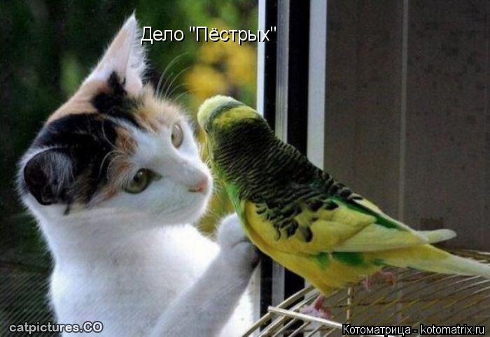 Котоматрица: Дело "Пёстрых"