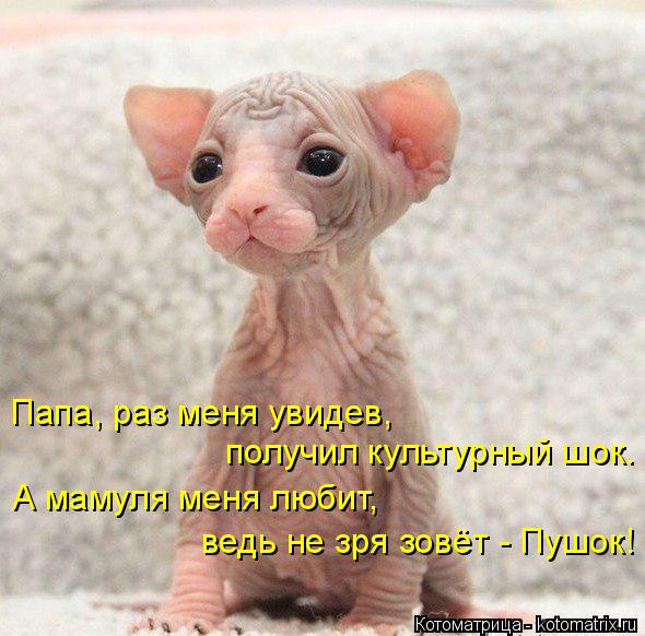 Папа, раз меня увидев, получил культурный шок. А мамуля меня любит, ведь не зря зовёт - Пушок!... Котоматрица: Папа, раз меня увидев, получил культурный шок. А мамуля меня любит, ведь не зря зовёт - Пушок!