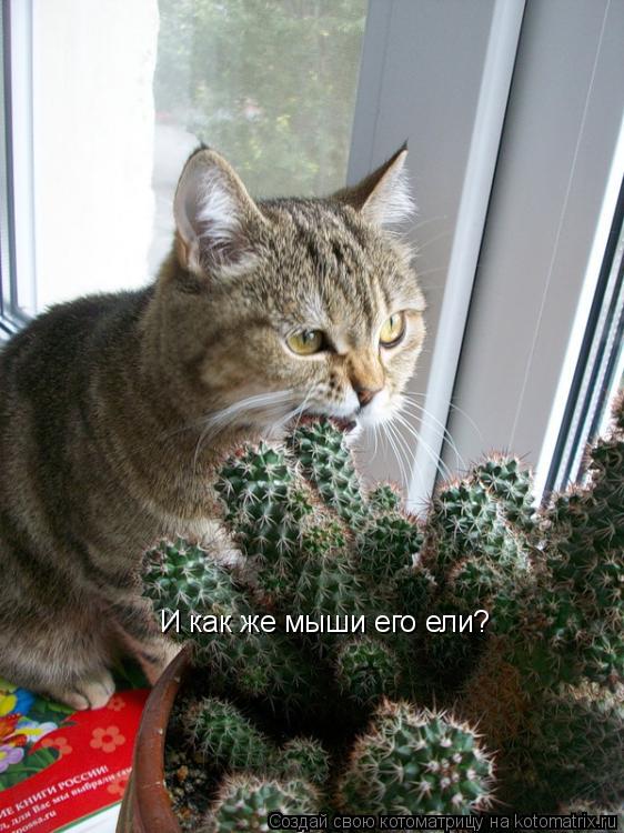 Котоматрица: И как же мыши его ели?
