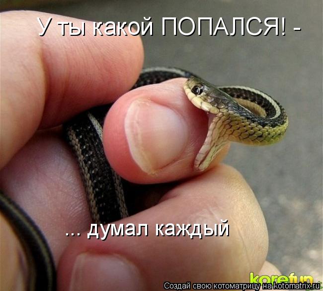 Котоматрица: ... думал каждый У ты какой ПОПАЛСЯ! -