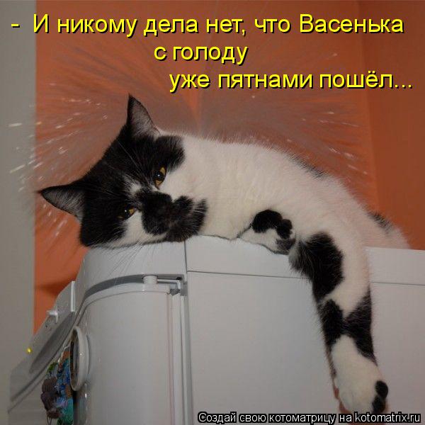 Котоматрица: -  И никому дела нет, что Васенька с голоду уже пятнами пошёл...
