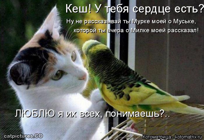 Котоматрица: ЛЮБЛЮ я их всех, понимаешь?.. Кеш! У тебя сердце есть? которой ты вчера о Милке моей рассказал! Ну не рассказывай ты Мурке моей о Муське,