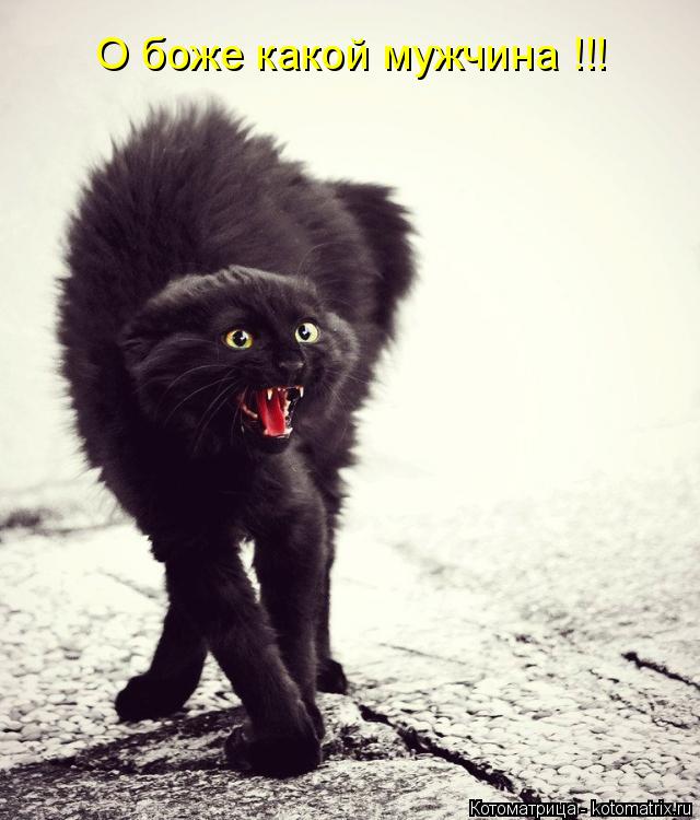 Котоматрица: О боже какой мужчина !!!