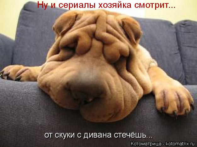Котоматрица: Ну и сериалы хозяйка смотрит... от скуки с дивана стечёшь...