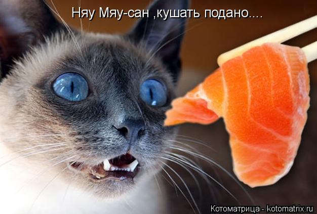 Няу Мяу-сан ,кушать подано....... Котоматрица: Няу Мяу-сан ,кушать подано....