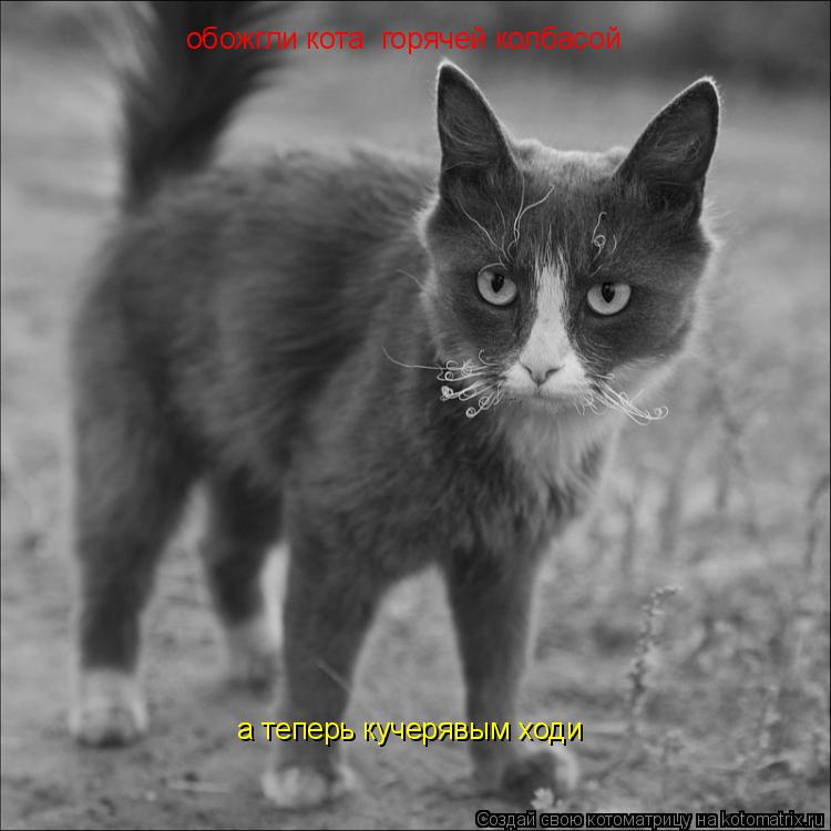 Котоматрица: обожгли кота  горячей колбасой  а теперь кучерявым ходи