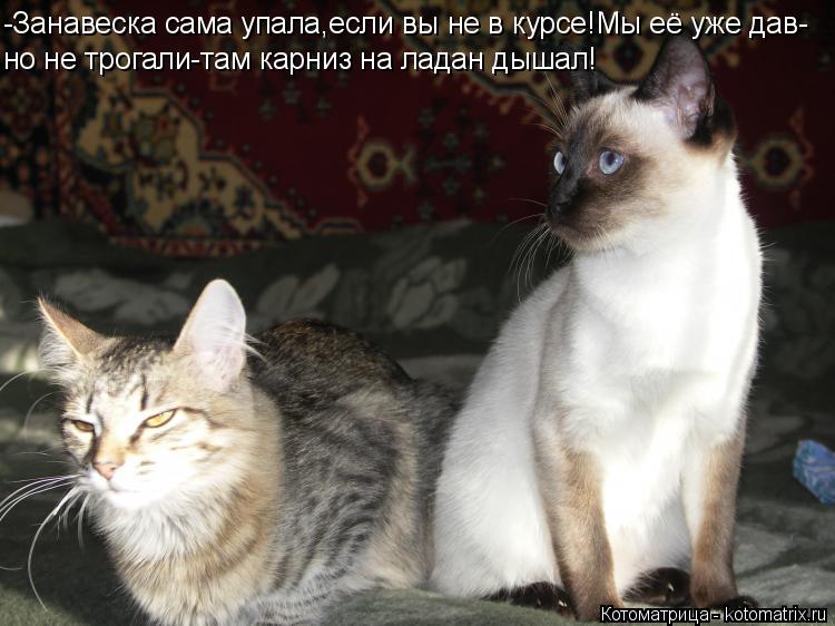 Котоматрица: -Занавеска сама упала,если вы не в курсе!Мы её уже дав- но не трогали-там карниз на ладан дышал!