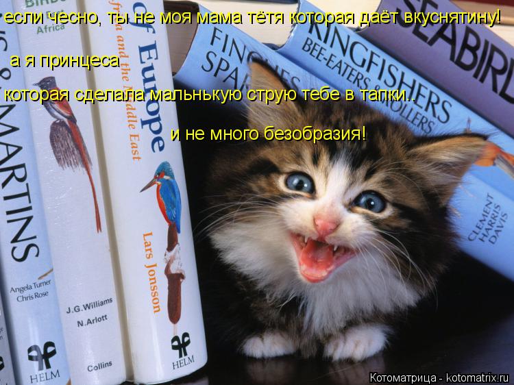 Котоматрица: если чесно, ты не моя мама тётя которая даёт вкуснятину! а я принцеса которая сделала мальнькую струю тебе в тапки.. и не много безобразия!