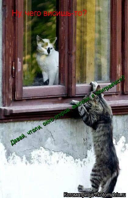 Котоматрица: Ну, чего висишь-то? Давай, чтоли, окно открой. вылези, и поиграемся?
