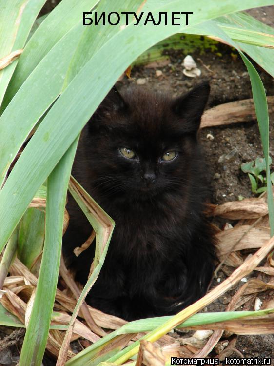 Котоматрица: БИОТУАЛЕТ