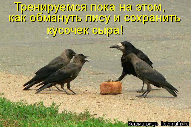 Котоматрица: Тренируемся пока на этом, как обмануть лису и сохранить кусочек сыра!