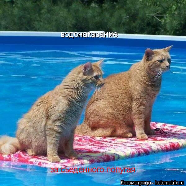Котоматрица: водонаказание  за сьеденного попугая
