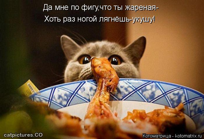 Котоматрица: Да мне по фигу,что ты жареная- Хоть раз ногой лягнёшь-укушу!
