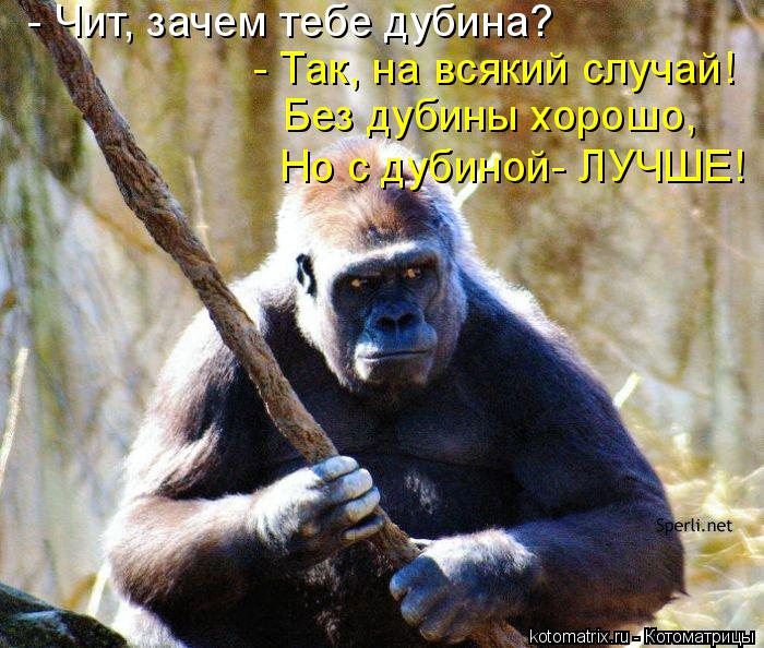 Котоматрица: - Чит, зачем тебе дубина? - Так, на всякий случай! Без дубины хорошо, Но с дубиной- ЛУЧШЕ!