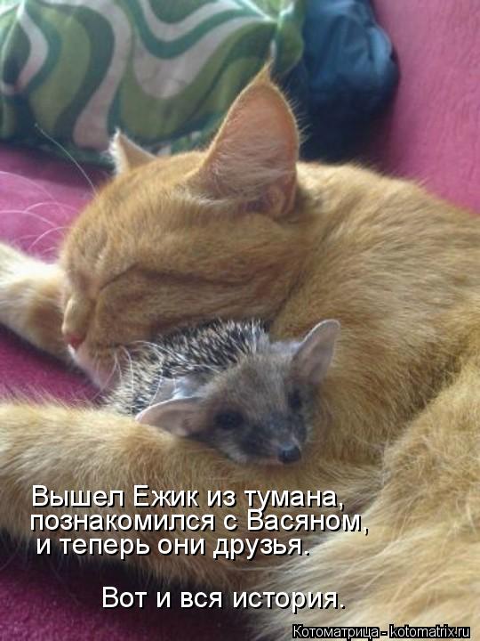 Котоматрица: Вышел Ежик из тумана, познакомился с Васяном, и теперь они друзья. Вот и вся история.