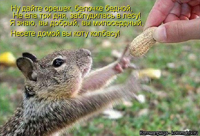Котоматрица: Ну дайте орешек, белочке бедной, Не ела три дня, заблудилась в лесу! Я знаю, вы добрый, вы милосердный, Несете домой вы коту колбасу!