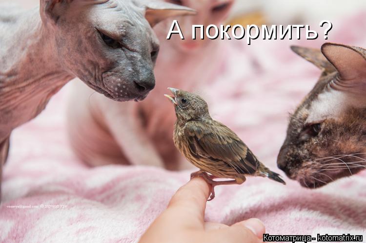 Котоматрица: А покормить?