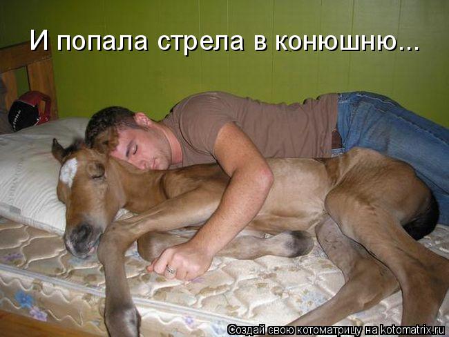 Котоматрица: И попала стрела в конюшню...