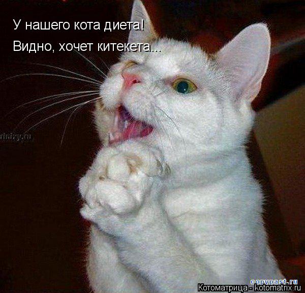 Котоматрица: У нашего кота диета! Видно, хочет китекета...