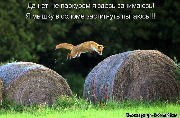 Котоматрица: Да нет, не паркуром я здесь занимаюсь! Я мышку в соломе застигнуть пытаюсь!!!