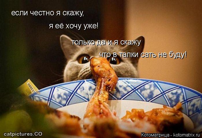 Котоматрица: если честно я скажу, я её хочу уже! только да и я скажу что в тапки сать не буду!