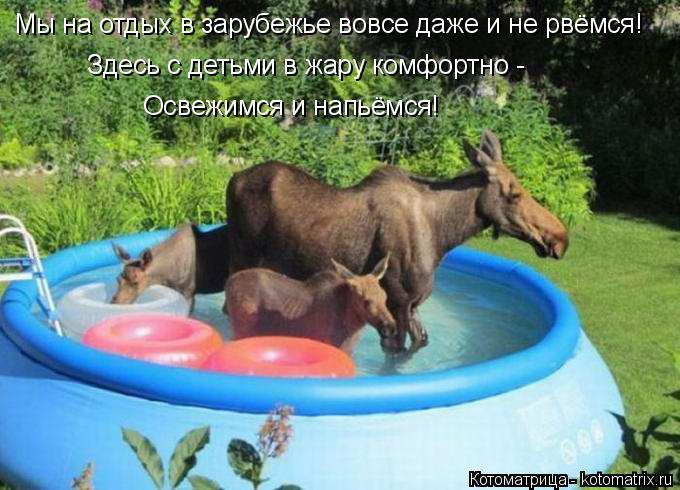 Котоматрица: Мы на отдых в зарубежье вовсе даже и не рвёмся! Здесь с детьми в жару комфортно -  Освежимся и напьёмся!