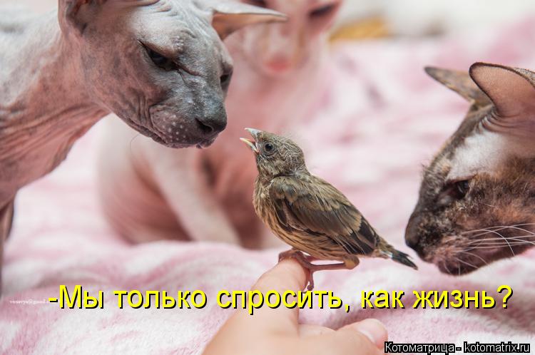 Котоматрица: -Мы только спросить, как жизнь?