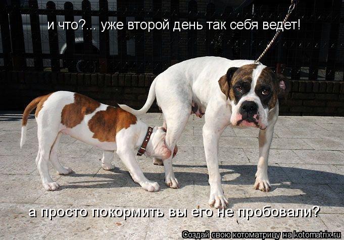 и что?... уже второй день так себя ведет! а просто покормить вы его не пробовали?... Котоматрица: и что?... уже второй день так себя ведет! а просто покормить вы его не пробовали?