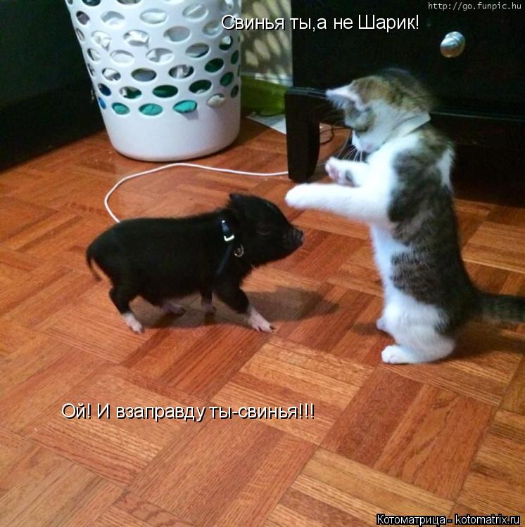 Котоматрица: Свинья ты,а не Шарик! Ой! И взаправду ты-свинья!!!