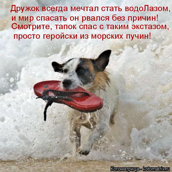 Дружок всегда мечтал стать водоЛазом, и мир спасать он рвался без причин! Смотрите, тапок спас с таки... Котоматрица: Дружок всегда мечтал стать водоЛазом, и мир спасать он рвался без причин! Смотрите, тапок спас с таким экстазом, просто геройски из морских