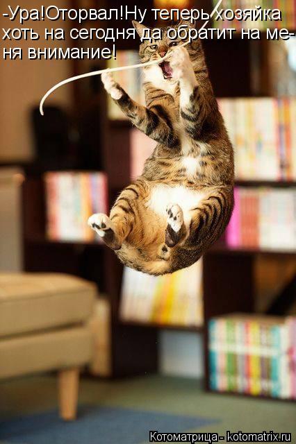 Котоматрица: -Ура!Оторвал!Ну теперь хозяйка хоть на сегодня да обратит на ме- ня внимание!