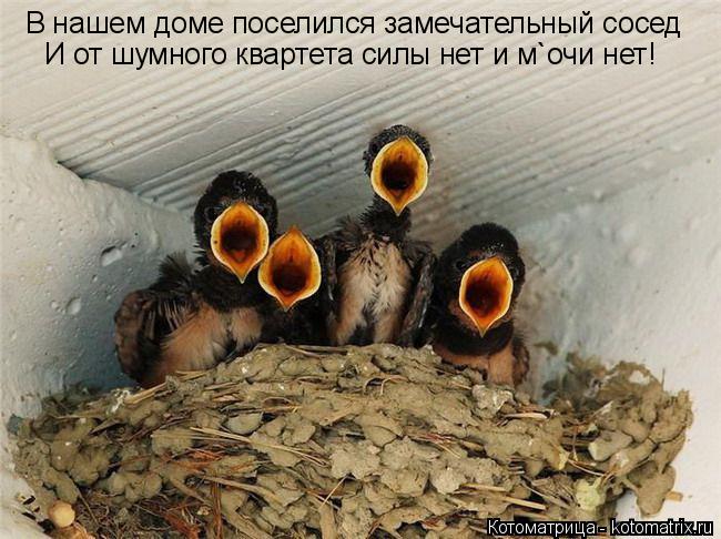 Котоматрица: В нашем доме поселился замечательный сосед И от шумного квартета силы нет и м`очи нет!