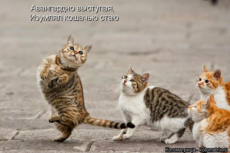 Котоматрица: Авангардно выступая, Изумлял кошачью стаю