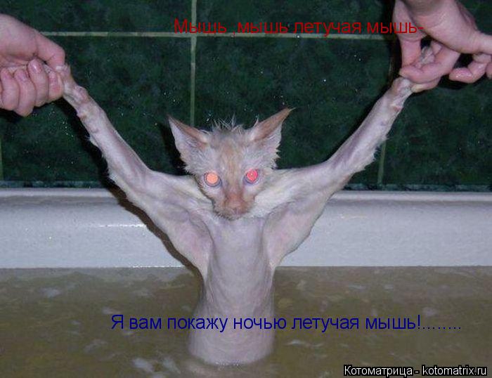 Котоматрица: Мышь ,мышь летучая мышь- Я вам покажу ночью летучая мышь!........
