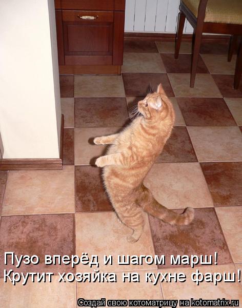 Крутит хозяйка на кухне фарш! Пузо вперёд и шагом марш!... Котоматрица: Крутит хозяйка на кухне фарш! Пузо вперёд и шагом марш!