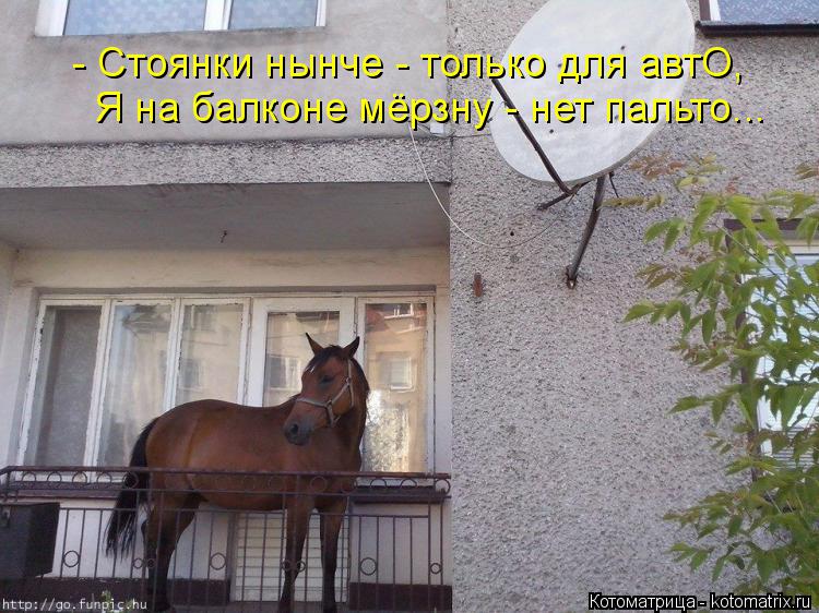 Котоматрица: - Стоянки нынче - только для автО, Я на балконе мёрзну - нет пальто...
