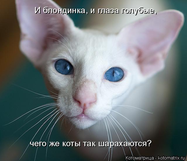 Котоматрица: И блондинка, и глаза голубые, чего же коты так шарахаются?
