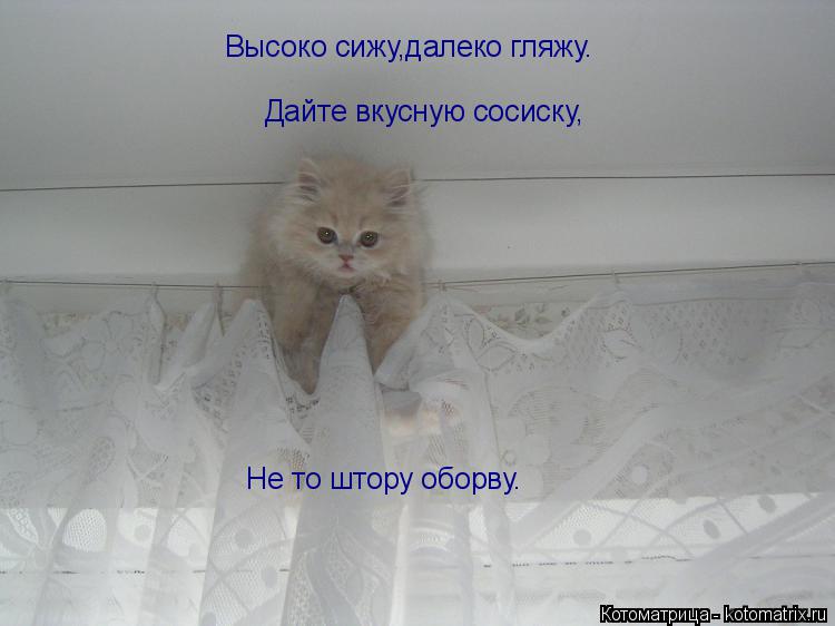 Высоко сижу,далеко гляжу. Дайте вкусную сосиску, Не то штору оборву.... Котоматрица: Высоко сижу,далеко гляжу. Дайте вкусную сосиску, Не то штору оборву.