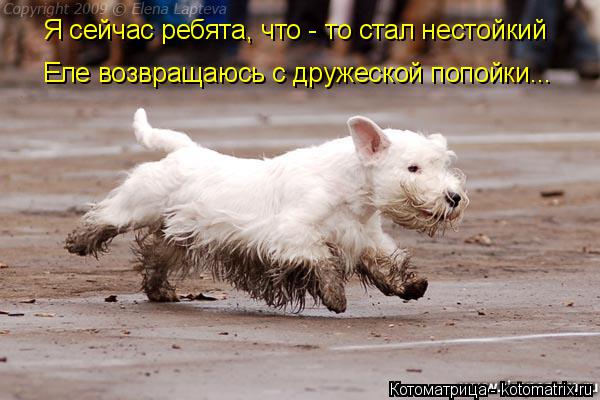 Котоматрица: Я сейчас ребята, что - то стал нестойкий Еле возвращаюсь с дружеской попойки...