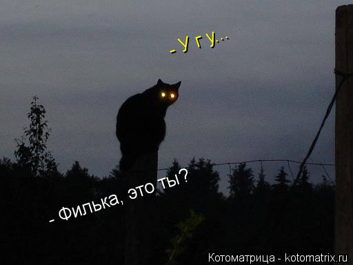 - Филька, это ты? - У г у...... Котоматрица: - Филька, это ты? - У г у...