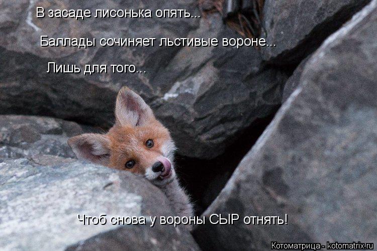 Котоматрица: В засаде лисонька опять... Баллады сочиняет льстивые вороне... Лишь для того... Чтоб снова у вороны СЫР отнять!